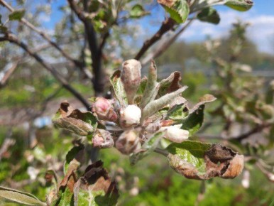 ��� ���������� � �������� �����������: ������ ��� ��������� � �����������