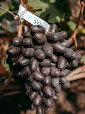 �������� �����: ��������� ����� ��� ��������� �������������� ���������