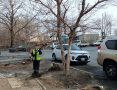 Красиво и безопасно: с начала года во Владивостоке провели обрезку 350 деревьев