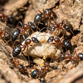 ����������� ������ � ���������: 20 ������� � ����������� �������