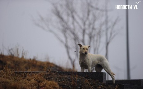 ������ ����, �����������. ���� �������