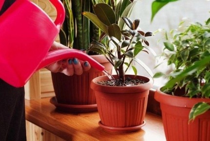 ������ ���� �� ���������� ����������: ��� ���������� �� �������