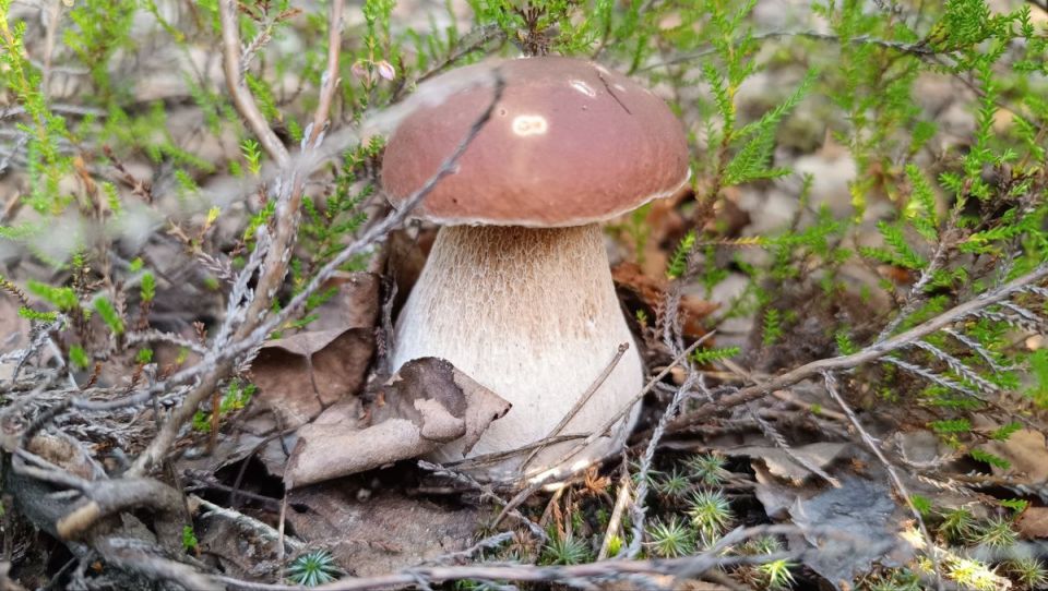 ������� ����� ����������