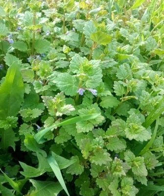 ����� �����������: ������������ �������� � ���������� ��������