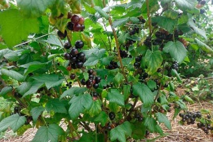 ��������� �������: ������� ��������� ����������� � �����