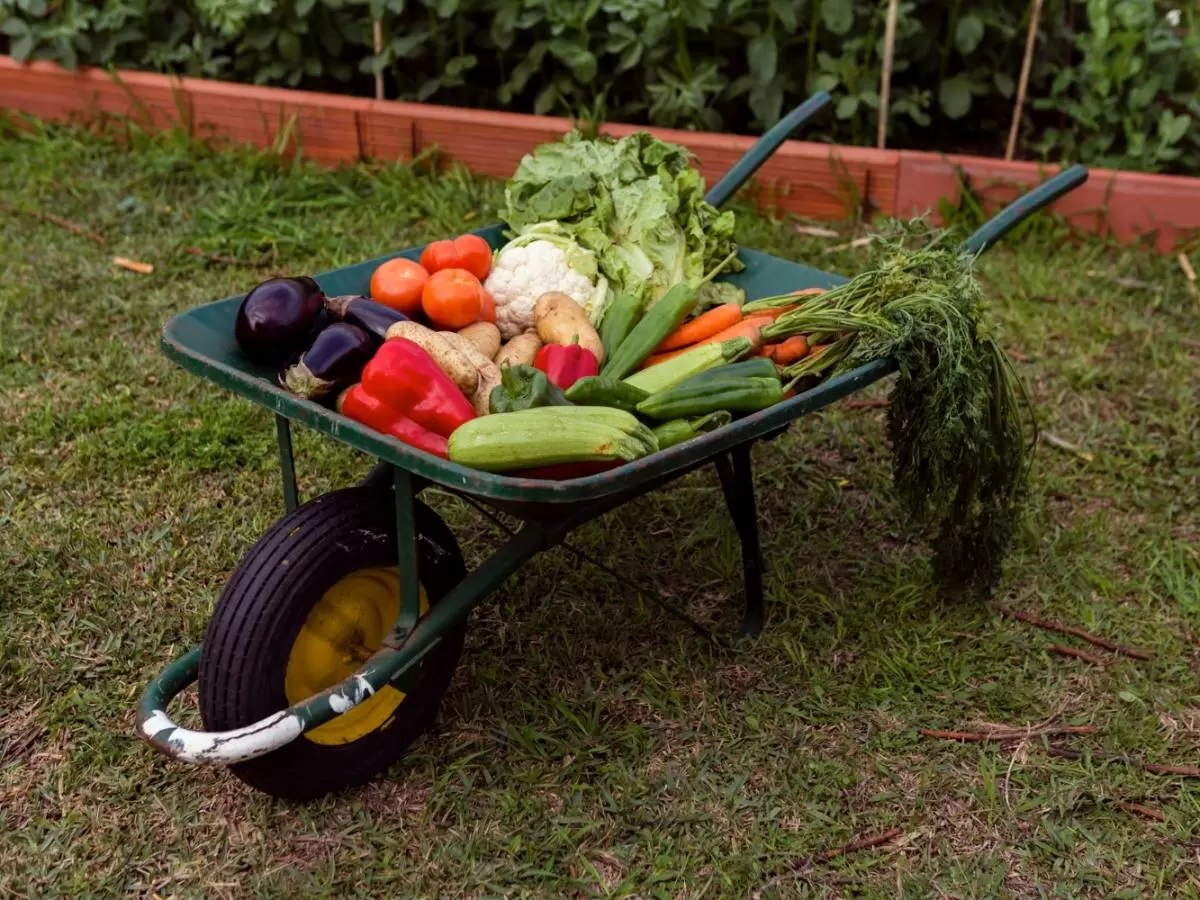 Секреты ухода за помидорами: как сделать урожай богатым и вкусным