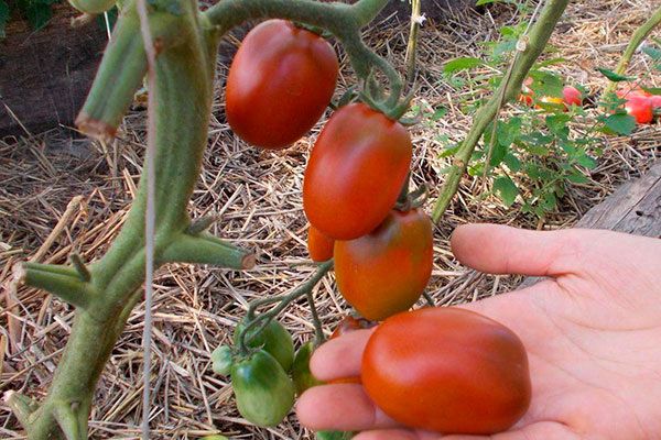 ������ �� ����� ������: ������� ����� � ������������� ������