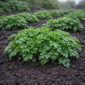 ����� ��������: ����� ������� ���� �����