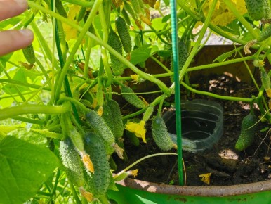 ��� ������ ���� ������ ������� ������: ������������ ������� ������