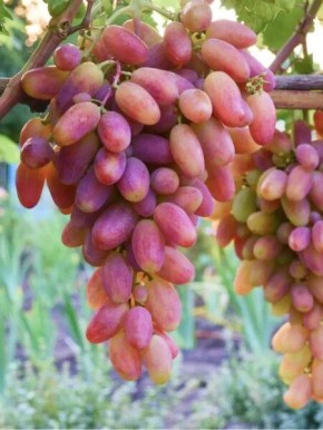 �����: �������� � ������������ �������� � �������� �������������