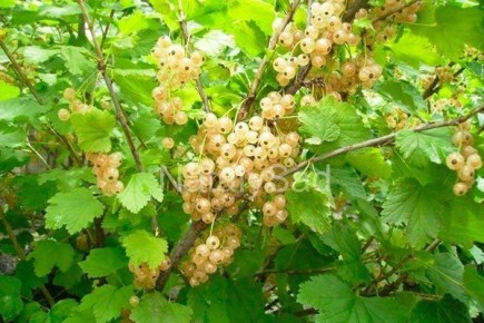 ��������� �����: ������� �������� �������� � �� ���������������� �����������