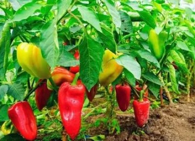 ����� ������ �����, ������� ������ ������� � 2026 ����