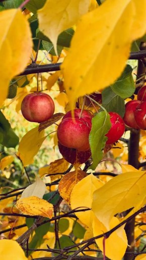 ������ ������, ������� ������������ ��� ���� �������