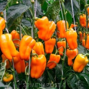 ����� ��������: ������� ����������� ������ ������� ��� ������