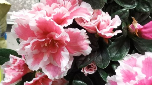 ������� ����� �� ���������� ����������: ������������ ����������� �� ������� ���� ����������