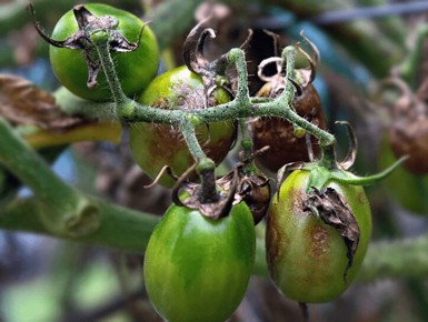 ������ ������ ���������: ���� � ����������