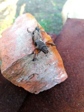 ��� ������ � ��������� ������� � �������� ������������ ��������