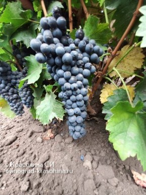 ������� ���: ����������� �������� � ������� �����������