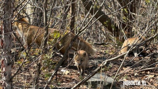 ���� ���������� ����������� ������� �� ������� ������� ����� ����� �����