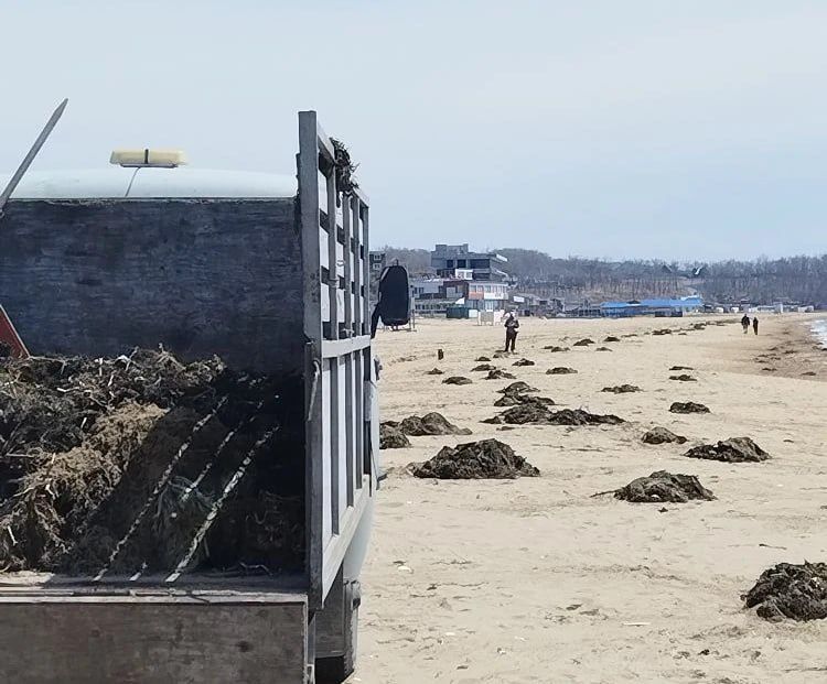 Во Владивостоке началась уборка пляжей Шаморы