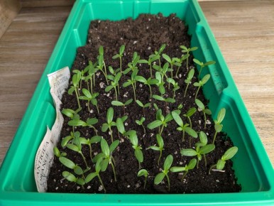 ������ ��� ���������: ��� ��������� ���������� ����� ��������