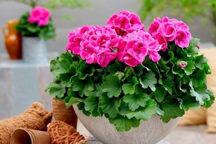 ������ �������� ���������� ��������: ����� ����� ������, ��� ���������� � ���������