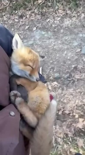 � ���������� ���� ������ ��������������� �������-������