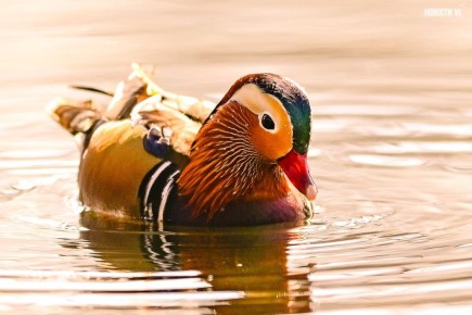 ������ ����, �����������!. ������� �������, 1 ���, ������ �� ��� ��������