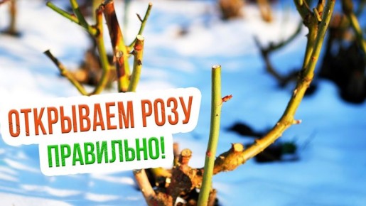 ���� ��� ���: ������� �����, ������� � ������ �� ��������