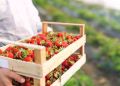 Секреты ухода за клубникой: как подкормка после обрезки влияет на урожай