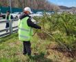 Весной 2026 года во Владивостоке высадили почти 700 деревьев и кустарников в придорожных зонах