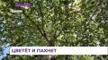 В Фокино продолжаются работы по озеленению города