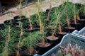 Озеленение Владивостока постепенно уходит от хаотичных посадок и попыток копировать решения других регионов к более системному и научно обоснованному подходу