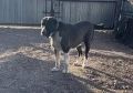 Огромный домашний пес напал на женщину во Владивостоке Инцидент случился вчера в районе 14 часов на улице Черняховского, 3. Известно, что очень крупная чёрно-белая собака породы алабай с...