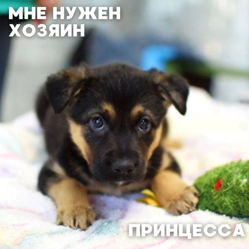 Мы сделали всё, чтобы найти друг друга стало проще Теперь во Владивостоке есть удобный Telegram-канал и сайт-каталог, где собраны коты и собаки - каждый со своей историей, характером и огромным желанием обрести дом. Сегодня... Мы сделали всё, чтобы найти друг друга стало проще Теперь во Владивостоке есть удобный Telegram-канал и сайт-каталог, где собраны коты и собаки - каждый со своей историей, характером и огромным желанием обрести дом. Сегодня...