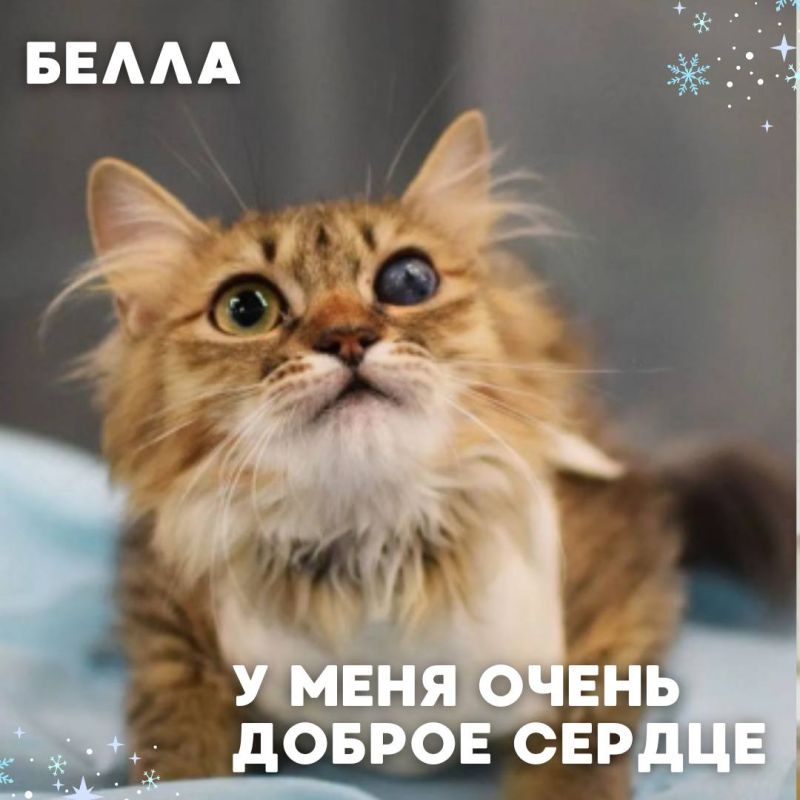 Мы сделали всё, чтобы найти друг друга стало проще Теперь во Владивостоке есть удобный Telegram-канал и сайт-каталог, где собраны коты и собаки - каждый со своей историей, характером и огромным желанием обрести дом. Сегодня... Мы сделали всё, чтобы найти друг друга стало проще Теперь во Владивостоке есть удобный Telegram-канал и сайт-каталог, где собраны коты и собаки - каждый со своей историей, характером и огромным желанием обрести дом. Сегодня...