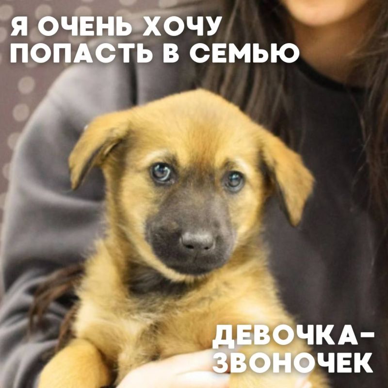 Мы сделали всё, чтобы найти друг друга стало проще Теперь во Владивостоке есть удобный Telegram-канал и сайт-каталог, где собраны коты и собаки - каждый со своей историей, характером и огромным желанием обрести дом. Сегодня... Мы сделали всё, чтобы найти друг друга стало проще Теперь во Владивостоке есть удобный Telegram-канал и сайт-каталог, где собраны коты и собаки - каждый со своей историей, характером и огромным желанием обрести дом. Сегодня...