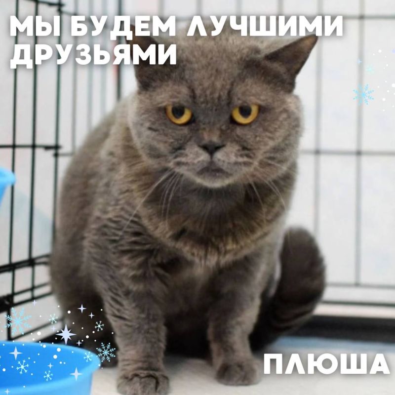Мы сделали всё, чтобы найти друг друга стало проще Теперь во Владивостоке есть удобный Telegram-канал и сайт-каталог, где собраны коты и собаки - каждый со своей историей, характером и огромным желанием обрести дом. Сегодня... Мы сделали всё, чтобы найти друг друга стало проще Теперь во Владивостоке есть удобный Telegram-канал и сайт-каталог, где собраны коты и собаки - каждый со своей историей, характером и огромным желанием обрести дом. Сегодня...