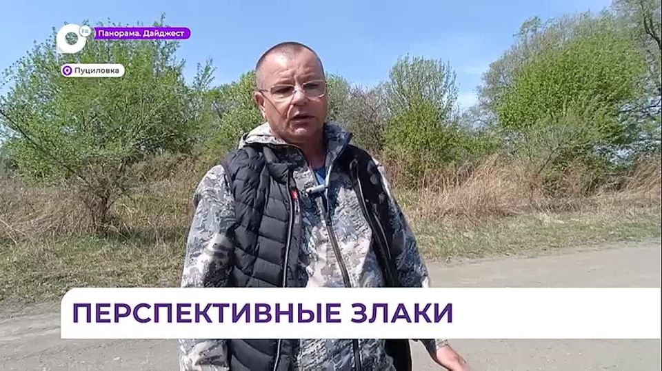 Первые демонстрационные посевы рапса организовали в Уссурийском округе