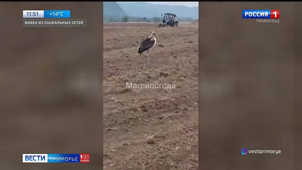Настоящая научная сенсация залетела в Приморье