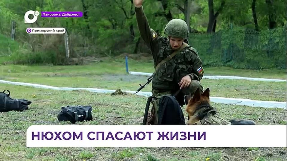 Тренировки минно-розыскных собак проходят в Приморье