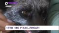 Домашний питомец лиса Милка — член семьи Еремейчик из Владивостока