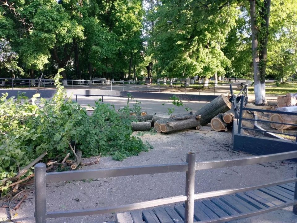 Ульяновские спасатели убрали аварийное дерево в парке имени Матросова Ульяновские спасатели убрали аварийное дерево в парке имени Матросова