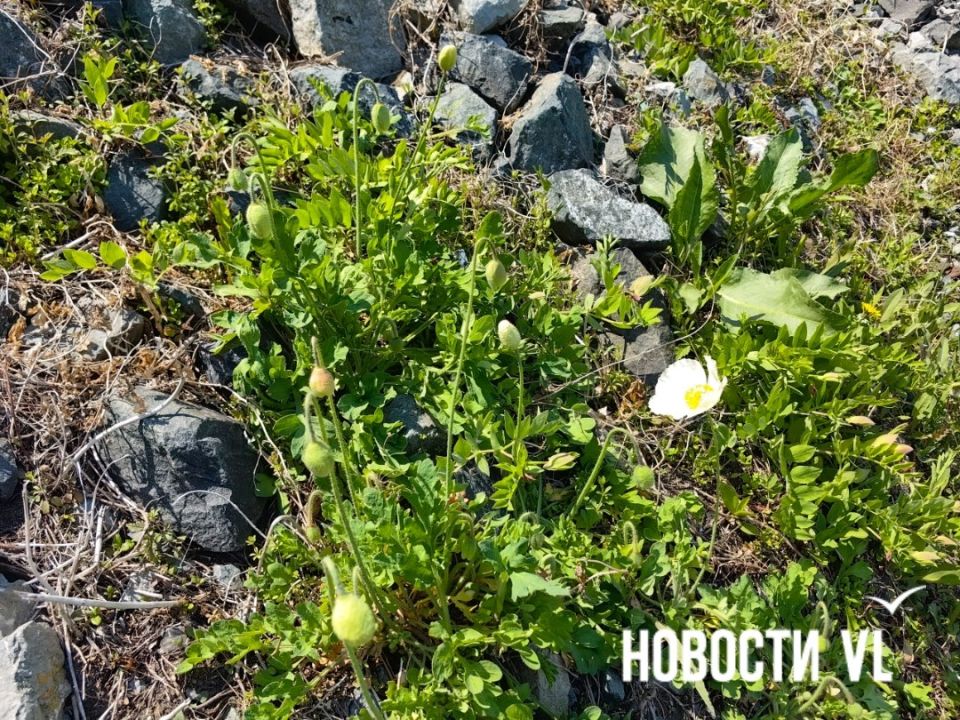 В районе водной станции ТОФ зацвели маки В районе водной станции ТОФ зацвели маки