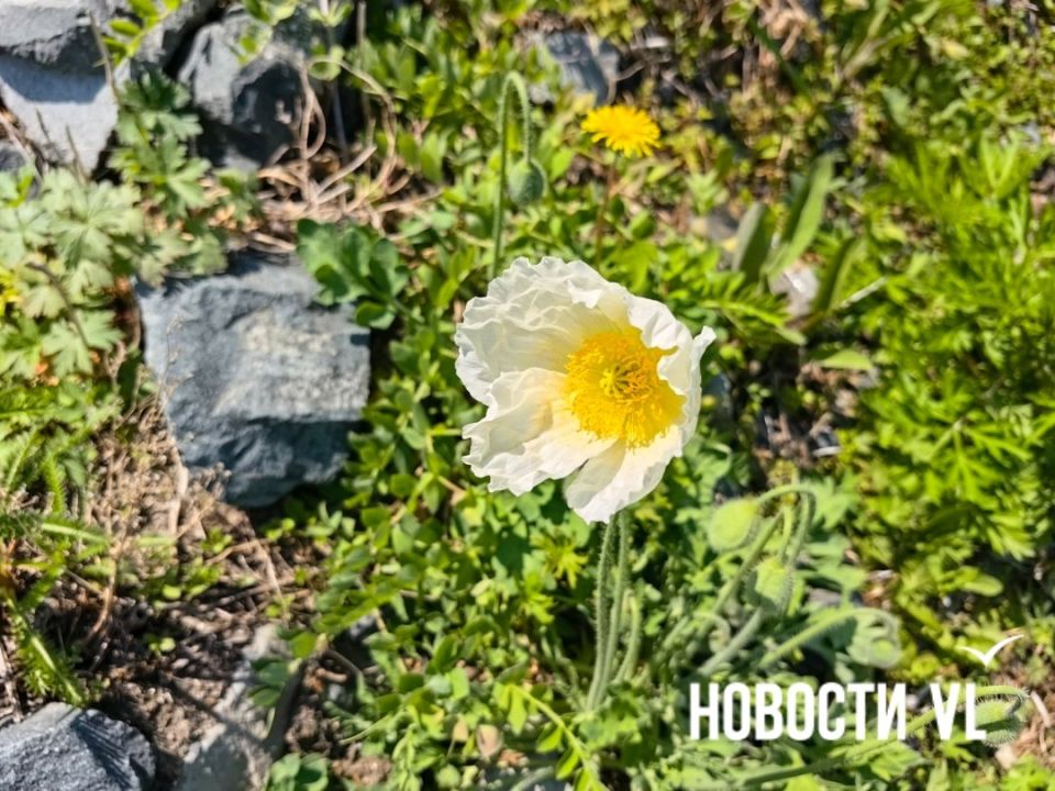 В районе водной станции ТОФ зацвели маки В районе водной станции ТОФ зацвели маки
