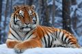 Молодой амурский тигр, которого недавно отловили в Приморье после выходов к сёлам, мог остаться без тигрицы-матери