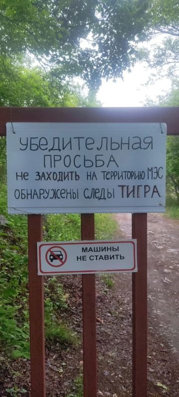 Журналисты ОТВ попытались взять интервью у тигра на мысе Шульца Журналисты ОТВ попытались взять интервью у тигра на мысе Шульца