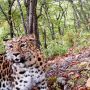 Проснулись улыбнулись. Дальневосточный леопард желает всем доброго утра и хороших выходных Сегодня в крае облачно, температура +13…+20 °С, в центральных районах до +21…+26 °С. Завтра днём местами возможны небольшие осадки