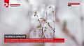 Всплеск красок. В лесах заповедника «Земля леопарда» всё цветёт После зимнего периода природа пробуждается: зафиксировано активное цветение флоры