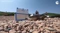 Четырех тюленей-ларг выпустили в море в Приморье после реабилитации
